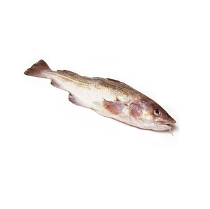 Proveedor de Bacalao Atlántico Fresco/Congelado Orgánico Bajo en Sodio (Mariscos) envasado al Vacío a Granel a Precio Económico - Product Image 5