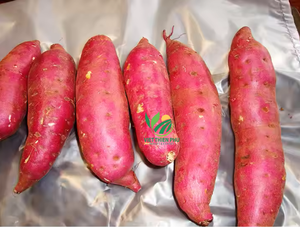 Patate douce congelée de qualité supérieure-en vrac pour l'industrie alimentaire fraîche, sucrée et saine-fabriquée par VIET THIEN PHU du Viet Nam - Product Image 2