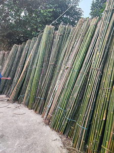 Venta al por mayor de productos agrícolas vietnamitas de bambú seco crudo respetuoso con el medio ambiente para arquitectura de paisaje natural al aire libre - Product Image 3