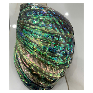 Concha de abulón natural grande de Vietnam, concha de abulón iridiscente con textura suave y tono oceánico a la venta con buena oferta - Product Image 6