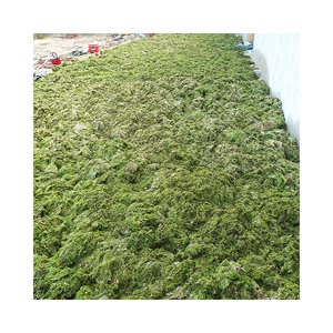 Poudre d'algues vertes pures du Vietnam extrait d'Ulva Lactuca poudre d'algues de haute qualité pour l'alimentation animale - Product Image 6