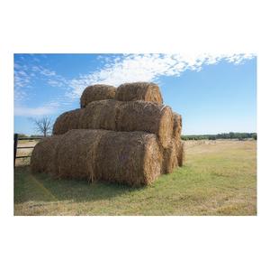 Pacas de heno de alfalfa de la mejor calidad doblemente comprimidas del mejor proveedor de forraje animal de Pakistán - Product Image 1