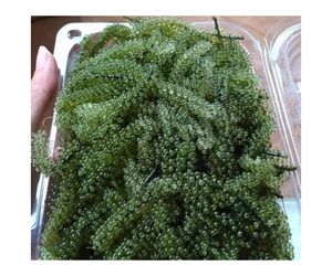 Caviar vert de raisin de mer de qualité supérieure, superaliment riche en oméga 3 pour les consommateurs soucieux de leur santé et les fournisseurs de produits alimentaires de spécialité mondiaux - Product Image 2