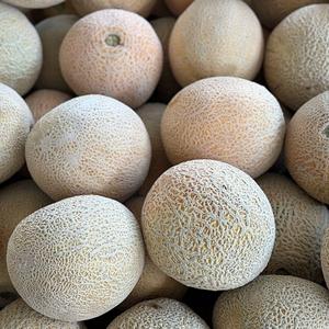 เมลอนคันตาลูปพรีเมียมสดใหม่จากธรรมชาติ - รสหวานเข้มข้น - Product Image 4