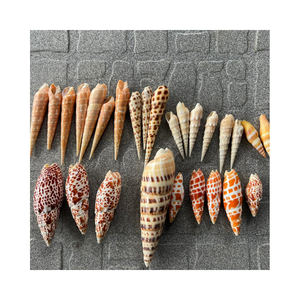 เปลือกหอยธรรมชาติแกะสลักทำความสะอาดและขัดเงาจากเวียดนามขายดี - Product Image 1