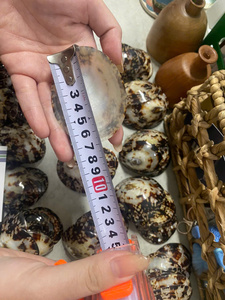 Coquilles de limpets 100% naturelles pour le confort des femmes enceintes, pour l'allaitement maternel, best-seller - Product Image 2
