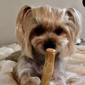 Masticable de Madera de Café Ecológico - Un Premio Sostenible para Perros - Product Image 5