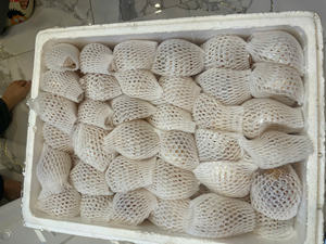 Conchas marinas decorativas naturales de conchas marinas de Vietnam para proyectos de artesanía de diseño de interiores y productos de recuerdo - Product Image 3