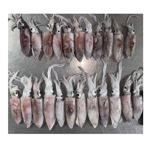 Calamar géant congelé de qualité supérieure, calamar entier, qualité d'exportation - Product Image 1
