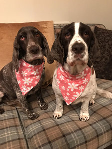 Fabricante indio al por mayor algodón perro Bandana Animal ecológico ropa para mascotas accesorios Primavera Verano invierno Navidad - Product Image 6