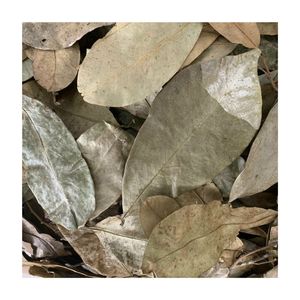Hojas de guanábana secas 100% naturales originarias de Vietnam con precio competitivo, buenas para la salud. - Product Image 1