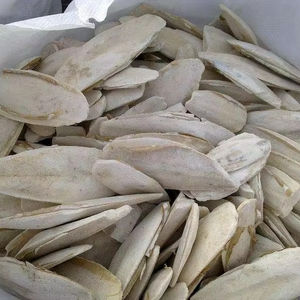 Os de seiche de première qualité pour oiseaux et tortues avec prix bon marché livrer dans le monde entier - Product Image 1