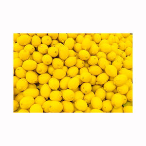 Citrons biologiques cultivés à la ferme, fruits d'agrumes frais et aromatiques, qualité supérieure, vente en gros, export en vrac - Product Image 5