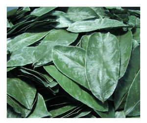 Feuille de corossol séchée du Vietnam de qualité supérieure meilleure valeur feuille de corossol séchée Graviola de haute qualité pour l'exportation de thé vendeur chaud prêt à vendre - Product Image 5