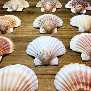 Concha de Vieira de alta calidad ideal para presentaciones de comida elegante en restaurantes de alta calidad y servicios de catering de lujo - Product Image 2