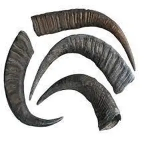 Chất Lượng Tự Nhiên Sẵn Sàng Cho Xuất Khẩu Tại Một Chi Phí Thấp Buffalo/Bò Bò Nguyên Sừng Cho Bán