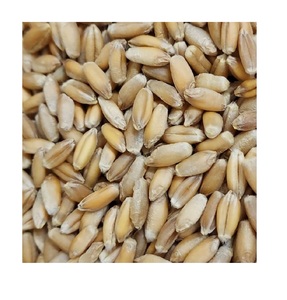 Triticale Premium disponible para la venta a granel, perfecto para alimentación animal y producción de alimentos, pida hoy - Product Image 1