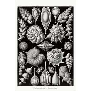 Póster de Kammerlinge de E. Haeckel, Formas artísticas en la naturaleza, Placa 81, Impresión artística de naturaleza muerta en papel - Product Image 3