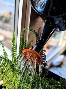 บัวรดน้ำในร่ม ความจุ บัวรดน้ำน้ำหนักเบาและง่ายต่อการรดน้ำสำหรับพืชในบ้าน - Product Image 4