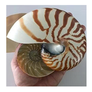 Shell Display Craft Nautilus Shell de 99 Gold Data Vietnam pour les collections d'art balnéaire et d'intérieur - Product Image 2