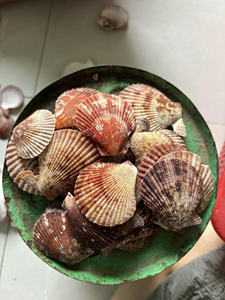 Conchas de Vieira Naturales Versátiles para Instalaciones Artísticas Creativas y Exhibiciones Educativas de Biología Marina para Clientes Globales - Product Image 3