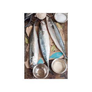 Venta al por mayor de caballa congelada BQF Envasado al vacío de congelación rápida individual de la mejor calidad para máxima frescura y comodidad - Product Image 3