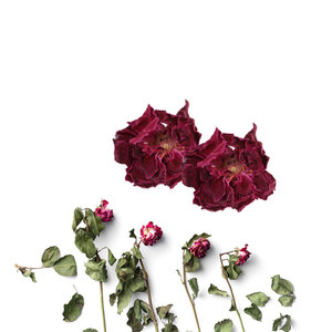 กุหลาบแดงแห้ง | เหมาะสำหรับอ่างอาบน้ำและน้ำมันหอมระเหย - Product Image 4