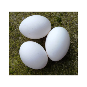 Huevos de Gallina Frescos de Granja / Proveedor de Huevos de Gallina Frescos, Ricos en Proteínas, Huevos de Mesa Frescos Blancos de Granja - Product Image 4