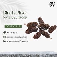 Bunga Kering Kosmik Berkualitas Tinggi Grosir Organik Birch Pine untuk Wisuda, Halloween, Hari Ibu, Pernikahan, Hari Valentine