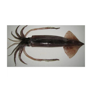 Calamar japonés a precio de fábrica para comercio mayorista - Product Image 1