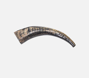 Authentic Handcrafted Polished <b>Black</b> Buffalo Shofar Horn Featuring Rugged Distressed Golden Texture Traditional Religious Music - Product Image 3