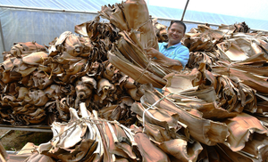 Bols en feuilles de palmier naturel pour soupes et salades, vaisselle jetable compostable, Vietnam - Product Image 6