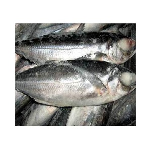 Pescado Atún Congelado a Precio Accesible, Suministro al por Mayor, Empresa Exportadora de Mariscos - Product Image 6