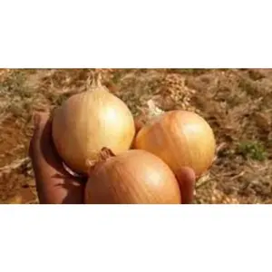 2022 export quality Nasik Onion Golden Onion for export import from India