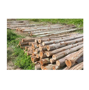 Eucalyptus <b>Logs</b> - Fresh Cut and Debarked for Furniture Making - Product Image 6
