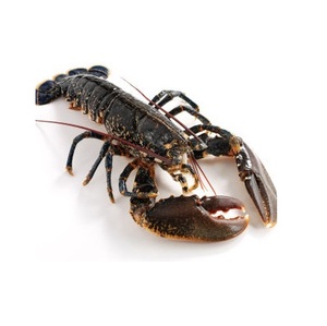 กุ้งมังกรอเมริกันแช่แข็งคุณภาพสูงพร้อมจำหน่ายในราคาประหยัด - Product Image 1