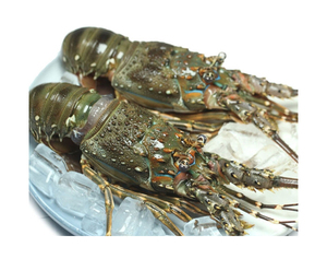 Langosta fresca congelada, producto de mariscos al vapor, langosta fresca, Prefectura de Mie, langosta fresca congelada a la venta - Product Image 2