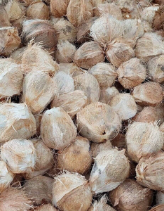 Venta superior cocos frescos productos de coco semi descascarillado fruta seca Coco semi descascarillado de Vietnam - Product Image 2