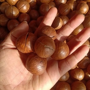 เม็ดมะคาเดเมียธรรมชาติคุณภาพสูง พรีเมียม เหมาะสำหรับของว่าง เบเกอรี่ ขนมหวาน และอุตสาหกรรมอาหาร ขายส่งจากเวียดนาม - Product Image 3