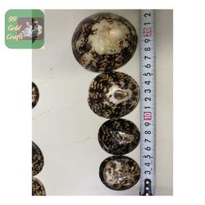 COQUILLES DE LIMPETTES LISSES ET BRILLANTES FABRIQUÉES À LA MAIN AU VIETNAM POUR L'ART DE BIJOUX, LA CONCEPTION EN RÉSINE ET LES MÈRES ALLAITEUSES - Product Image 6