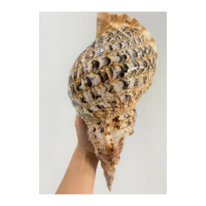Conque/Trompette Triton Ammonite Décoration-Grande coquille d'escargot pour la décoration-Coquillage en vrac pour l'artisanat - Product Image 3