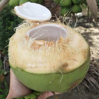 Premium Khey Taladthai Grade A Thaise hele jonge verse kokosnootpulp, natuurlijk zoet, kant-en-klaar drankje, altijd en overal.