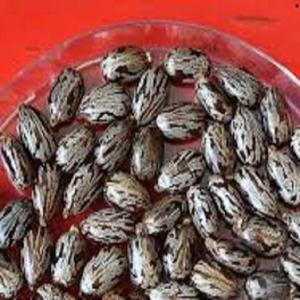 Graines de ricin Jadi Booti indiennes naturelles et de haute qualité 100 pour cent pur séché Ricinus Communis graines exportateur Inde - Product Image 1