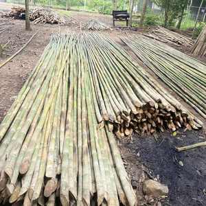 Pôles en bambou vietnamien de qualité supérieure, conçus pour la résistance, la polyvalence et des performances durables dans de nombreux secteurs - Product Image 2