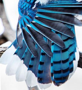 Plumes de colibri bleu - Plumes d'ailes de colibri bleu à vendre - Product Image 2