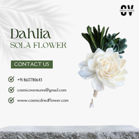 Bunga Dahlia Sola Organik Ramah Lingkungan Buatan Tangan, Laris Manis, Tren Terbaru, Grosir, Dekorasi Rumah untuk Acara Indoor/Outdoor