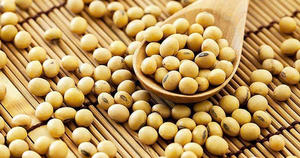 2024 Vietnamese Premium Quality Non-GMO Dry Soya <b>Beans</b> High Quality GMO-Free Soybeans in Bulk Packaging - Product Image 2