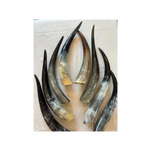 Prix d'usine pour les cornes de vache préparées pour les acheteurs en gros recherchant une qualité supérieure - Product Image 4