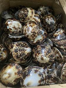 Beachcombers Delight: Coquillages Naturels à Vendre - Product Image 5