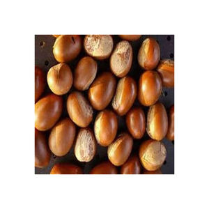 High Quality Shea <b>Nut</b> for Wholesale for Natural Product Manufacturers in Bulk Packaging - Product Image 6